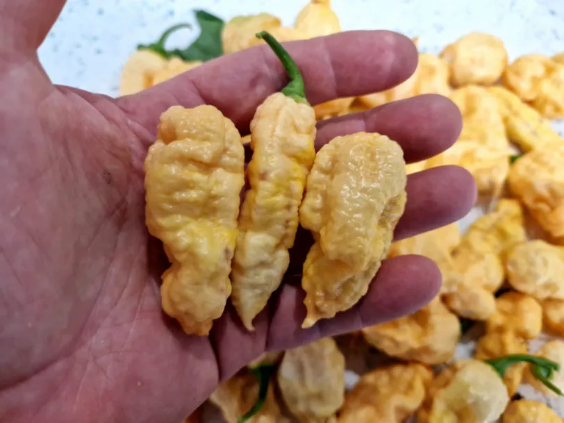 Bengal Naga Peach Chilli Seeds - Image 2