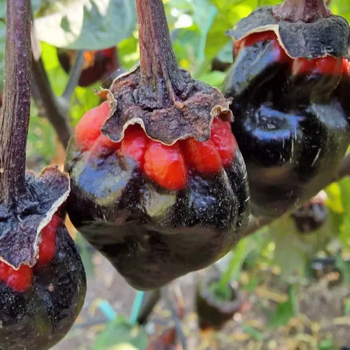 7 Pot Bubblegum Purple Mamp Chilli Seeds