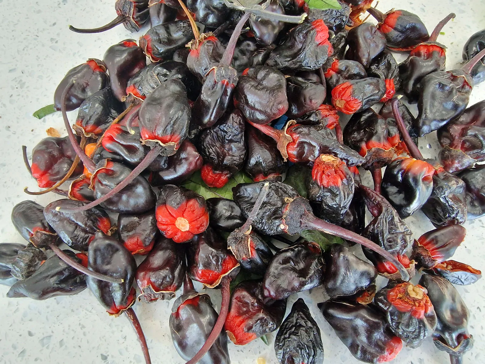 7 Pot BBG Purple Mamp Chilli Seeds - Image 8
