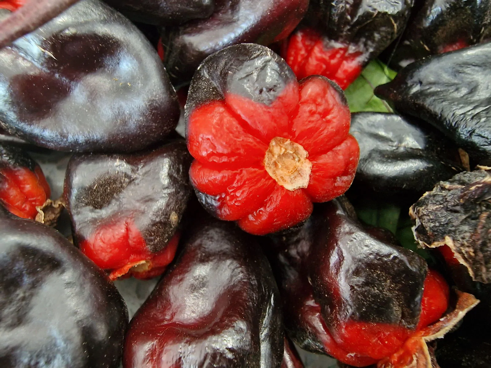 7 Pot BBG Purple Mamp Chilli Seeds - Image 9