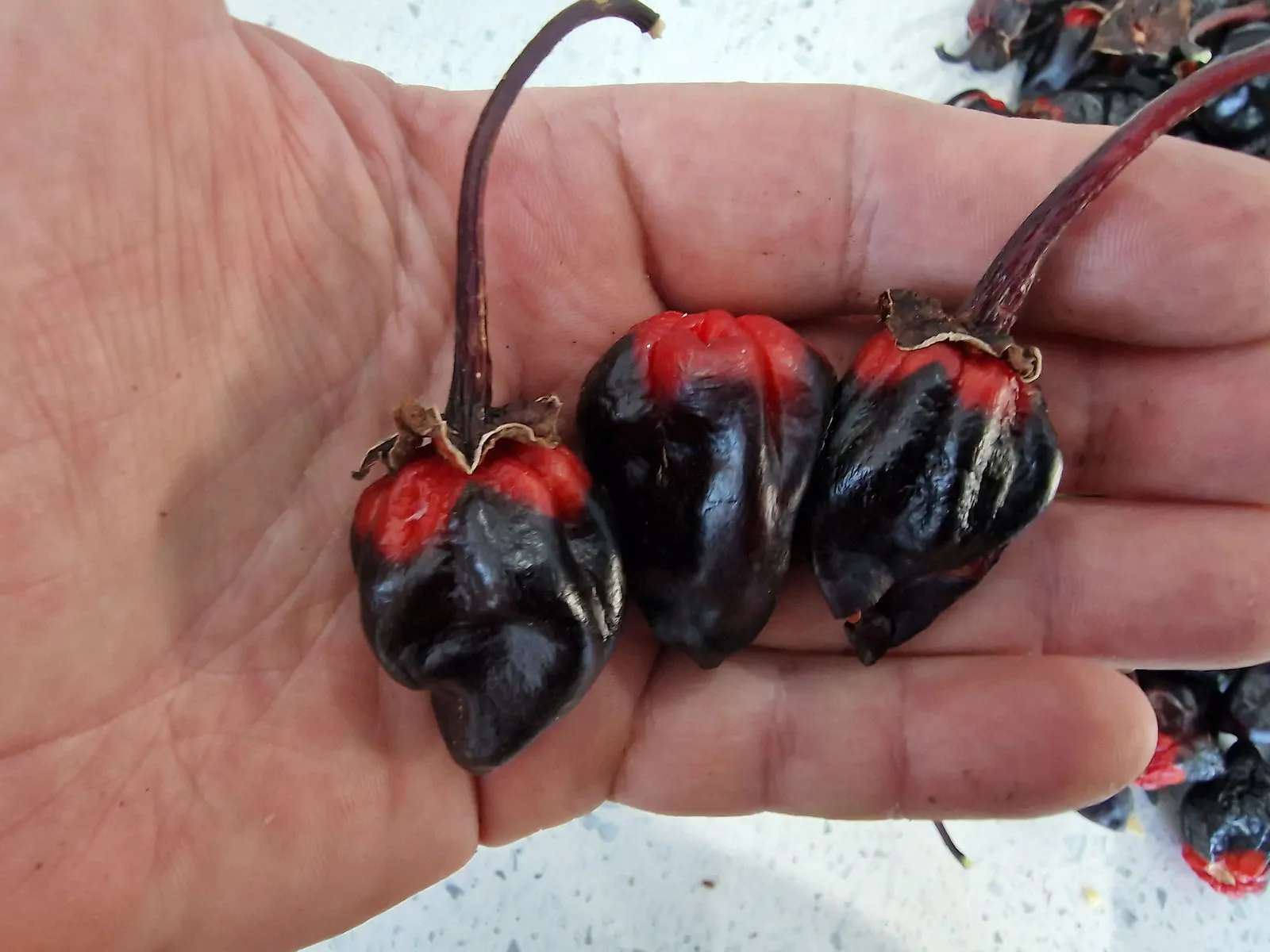 7 Pot BBG Purple Mamp Chilli Seeds - Image 6