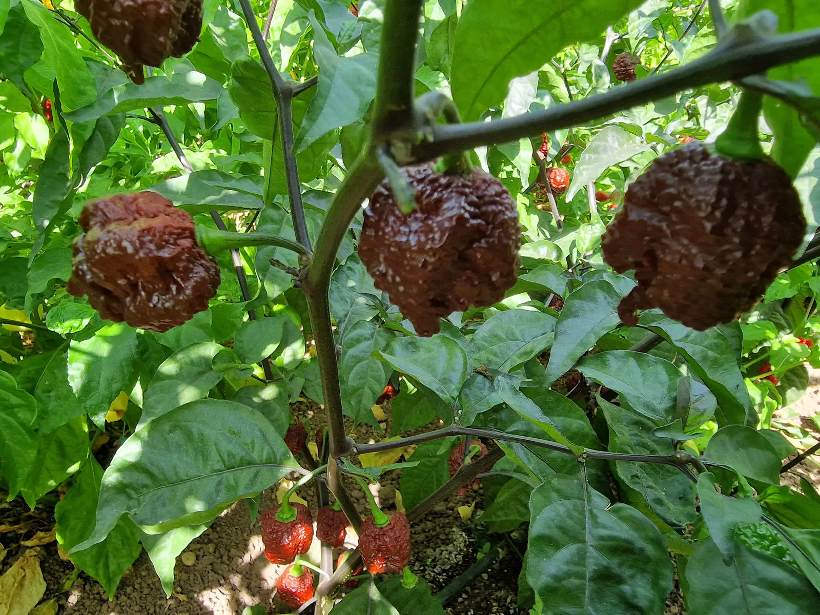 Testanera Chocolate Chilli Seeds - Image 6