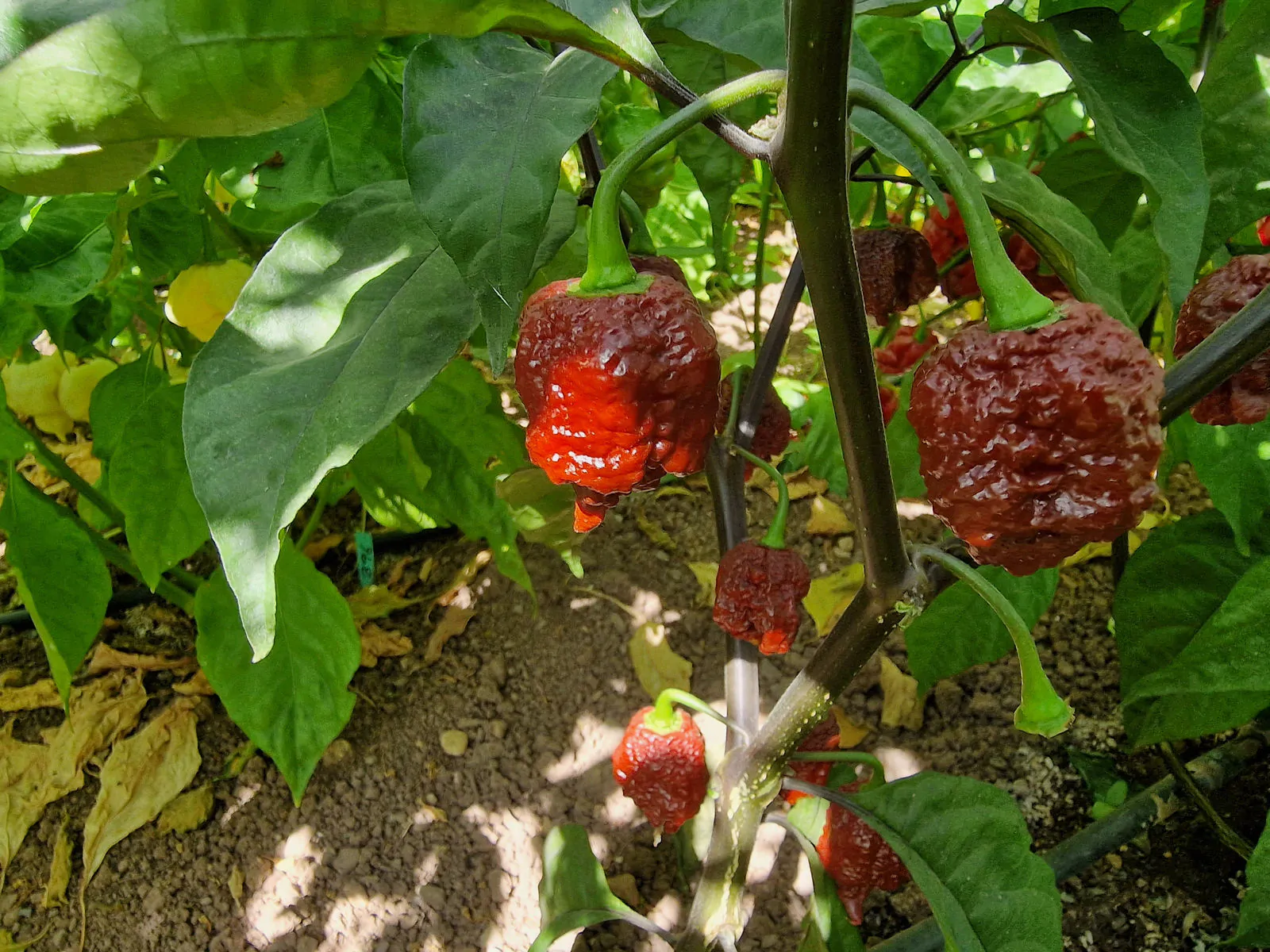 Testanera Chocolate Chilli Seeds - Image 7