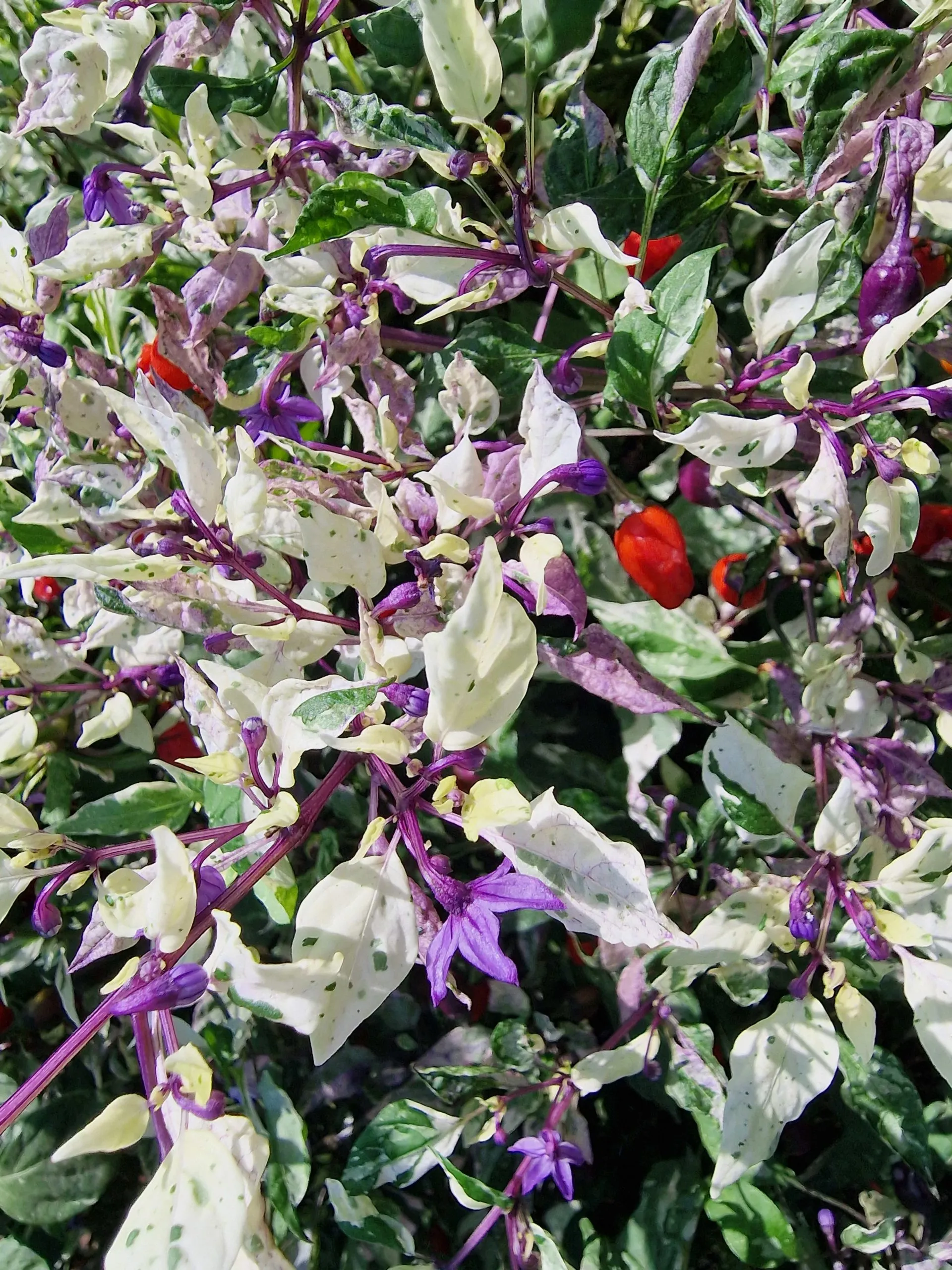Purple Tiger Trifetti Chilli Seeds - Image 4