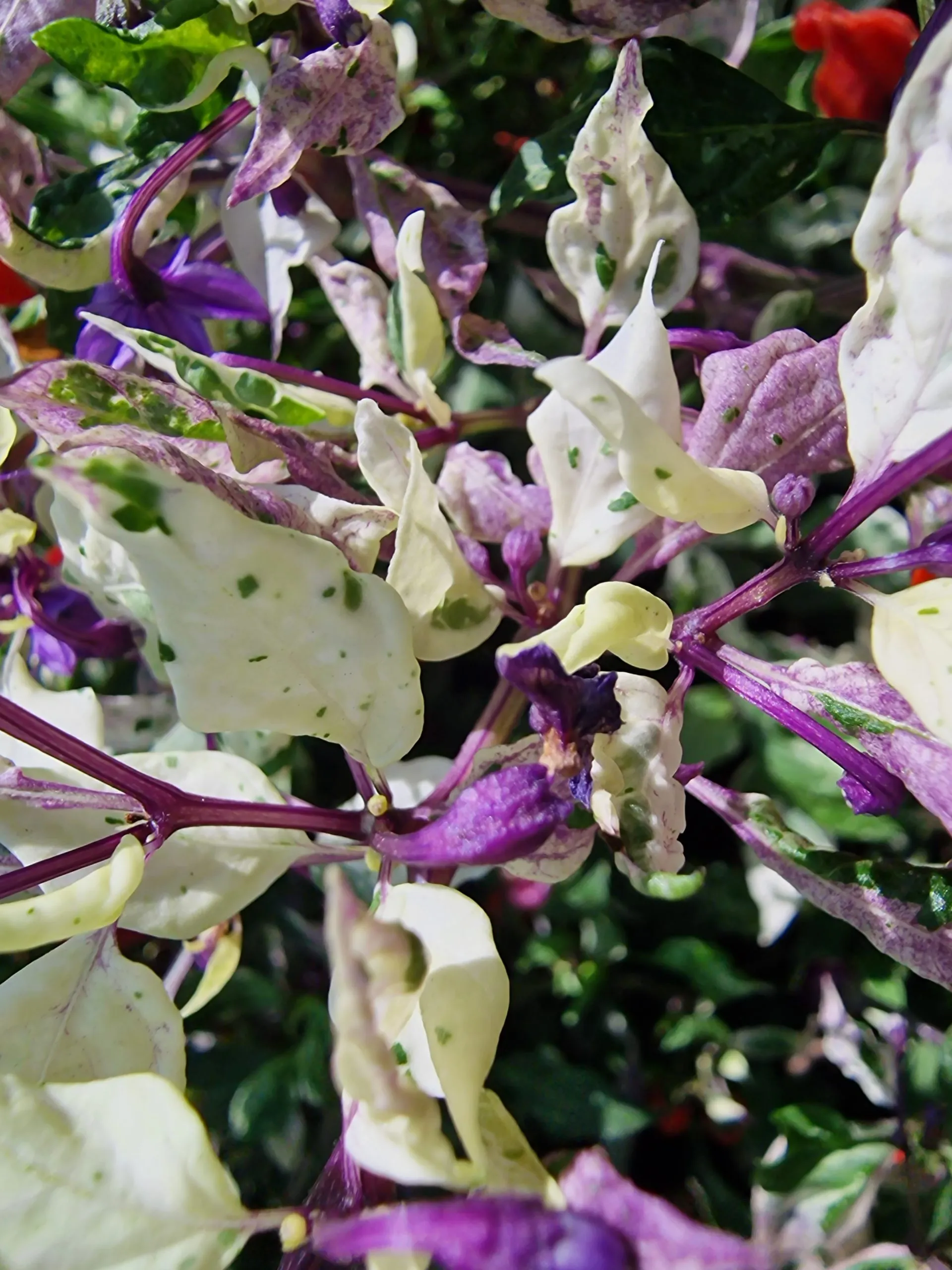 Purple Tiger Trifetti Chilli Seeds - Image 3