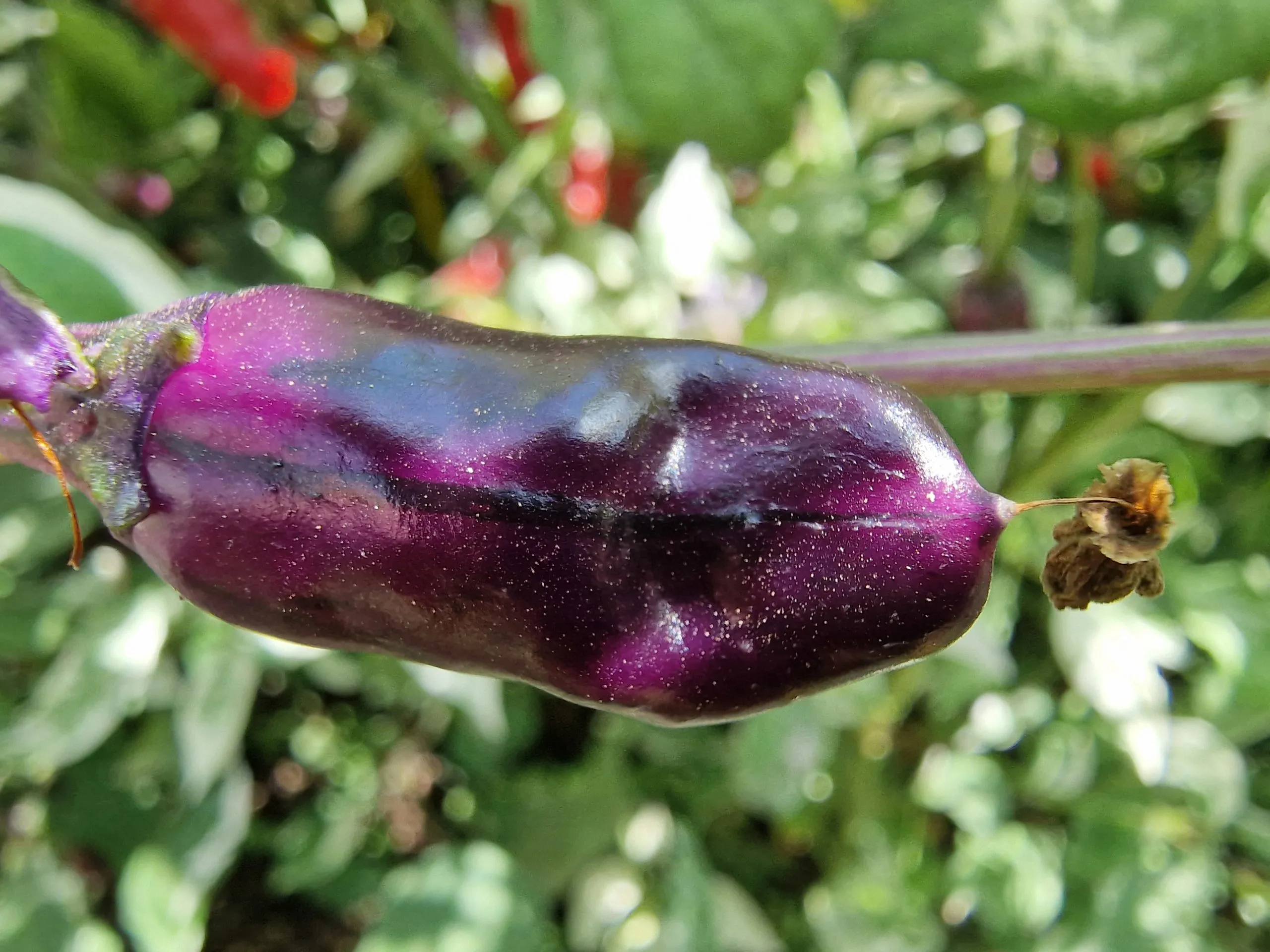 Purple Tiger Trifetti Chilli Seeds - Image 6