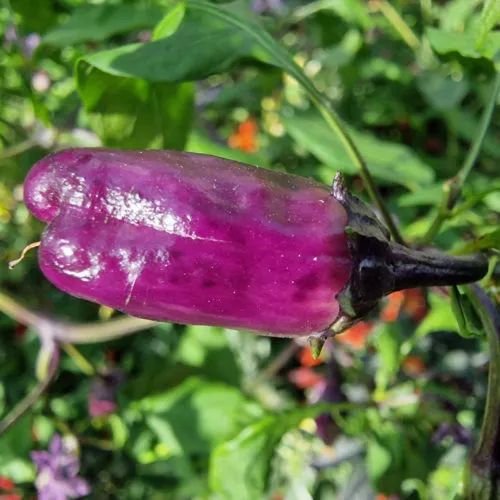 Purple Bleeder Chilli Seeds