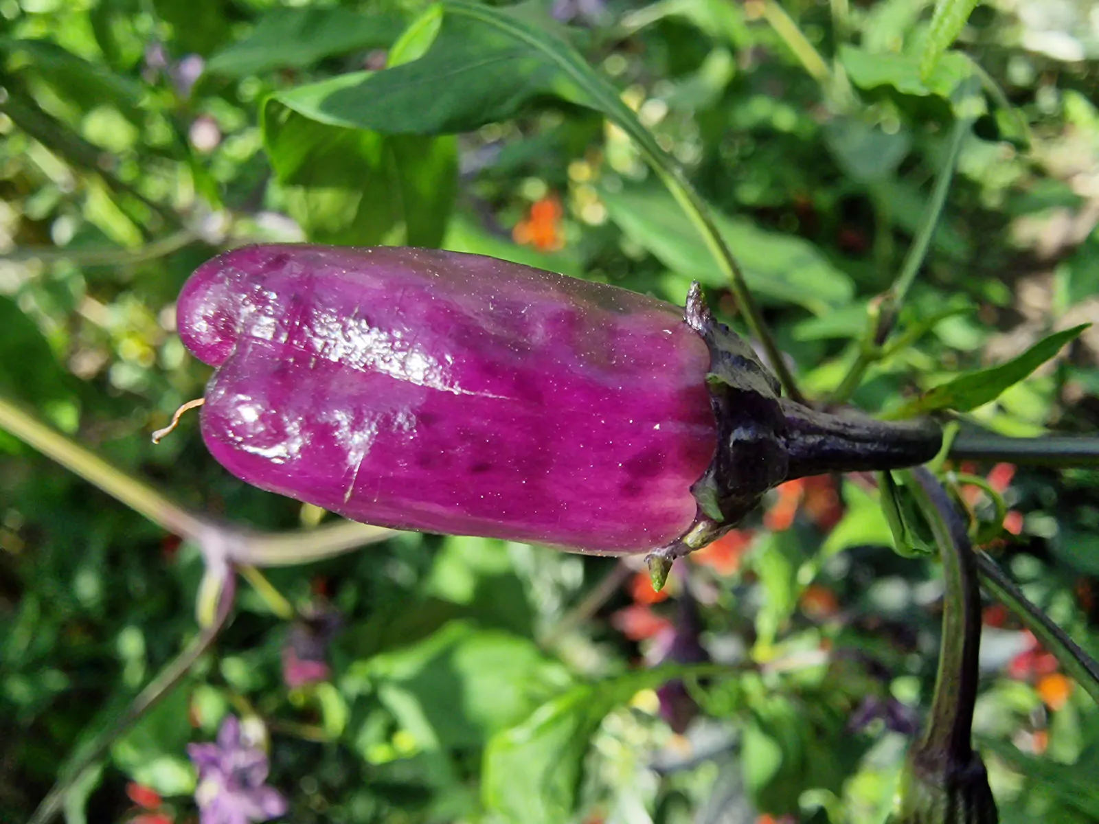 Purple Bleeder Chilli Seeds