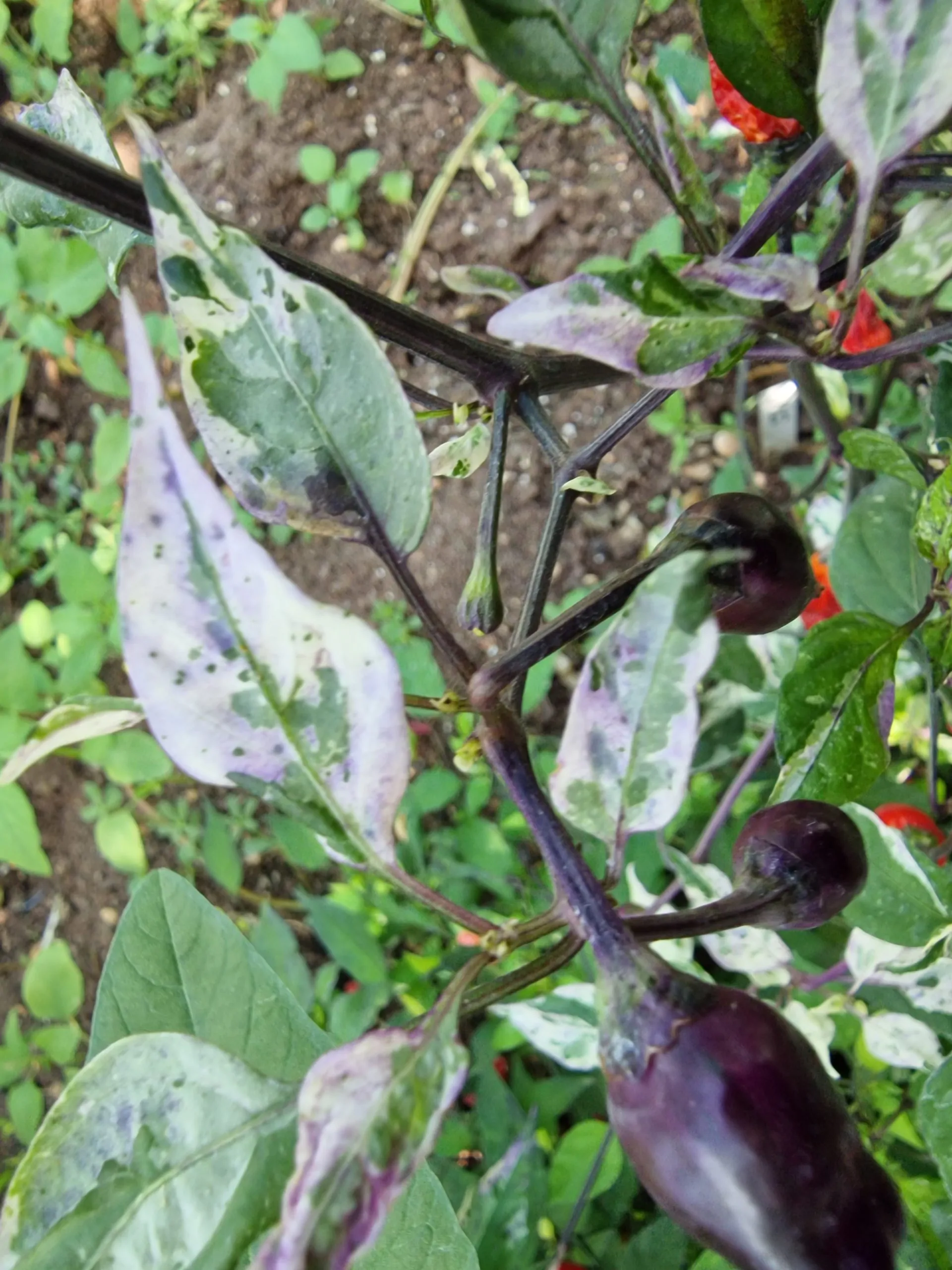 Jigsaw Variegated Chilli Seeds - Image 6