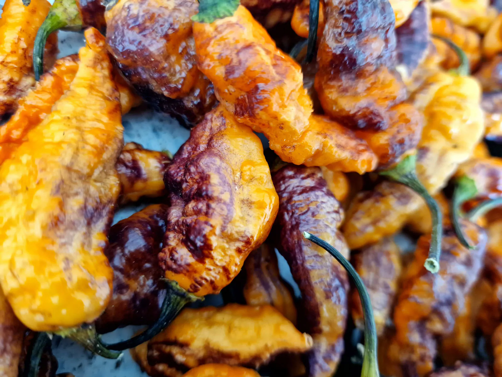 Thors Thunderbolt Chilli Seeds - Image 11