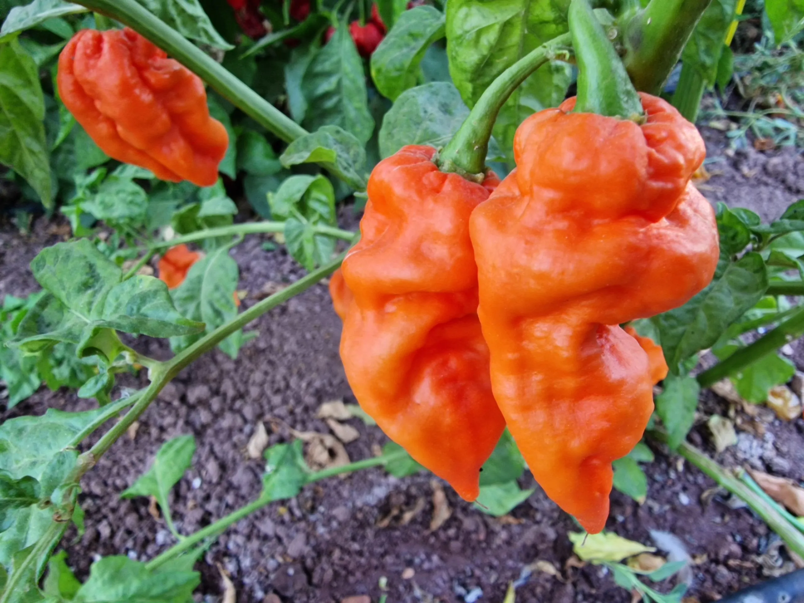 Jigsaw Peach Chilli Seeds - Image 3