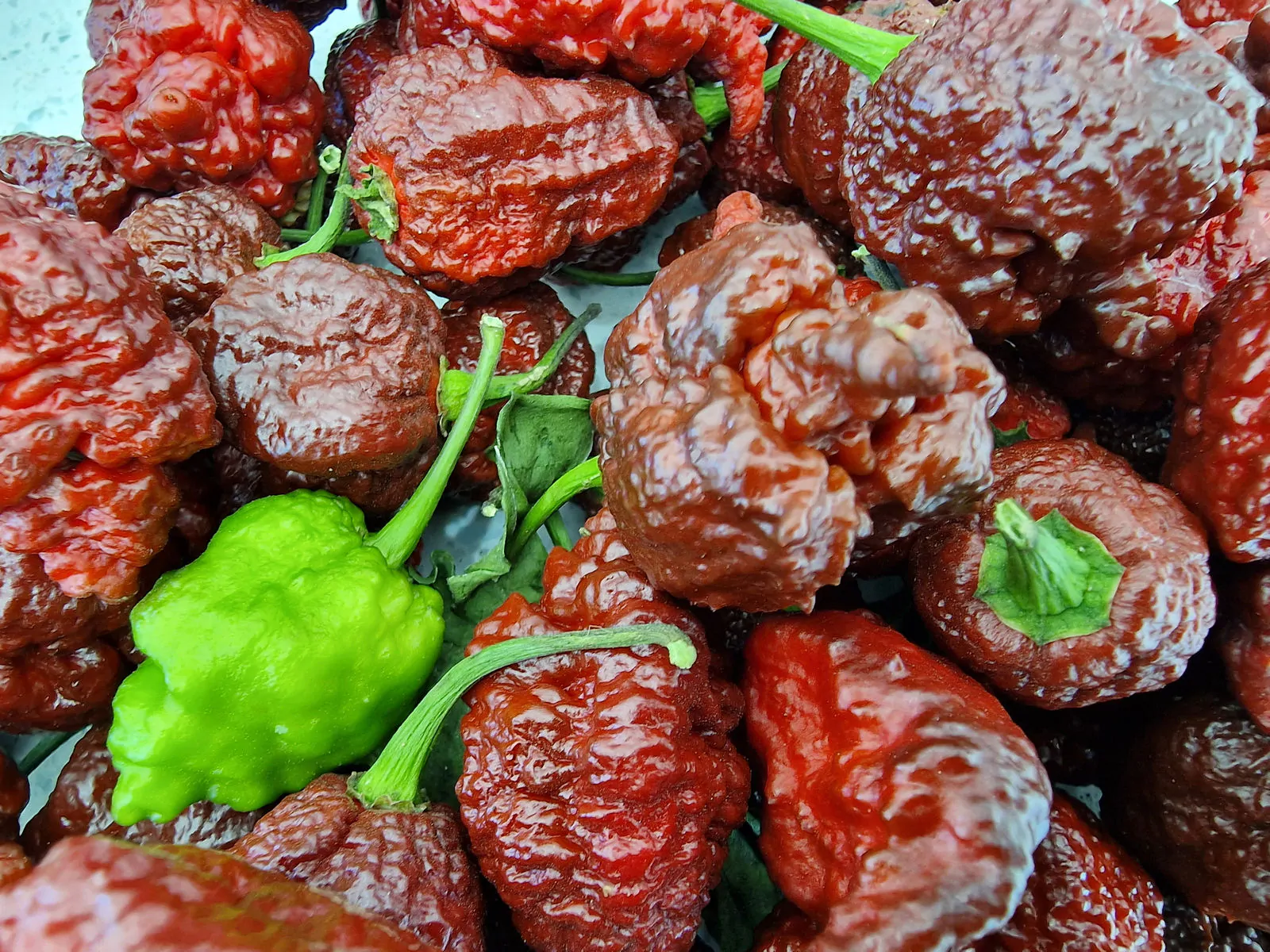 Testanera Chocolate Chilli Seeds - Image 2