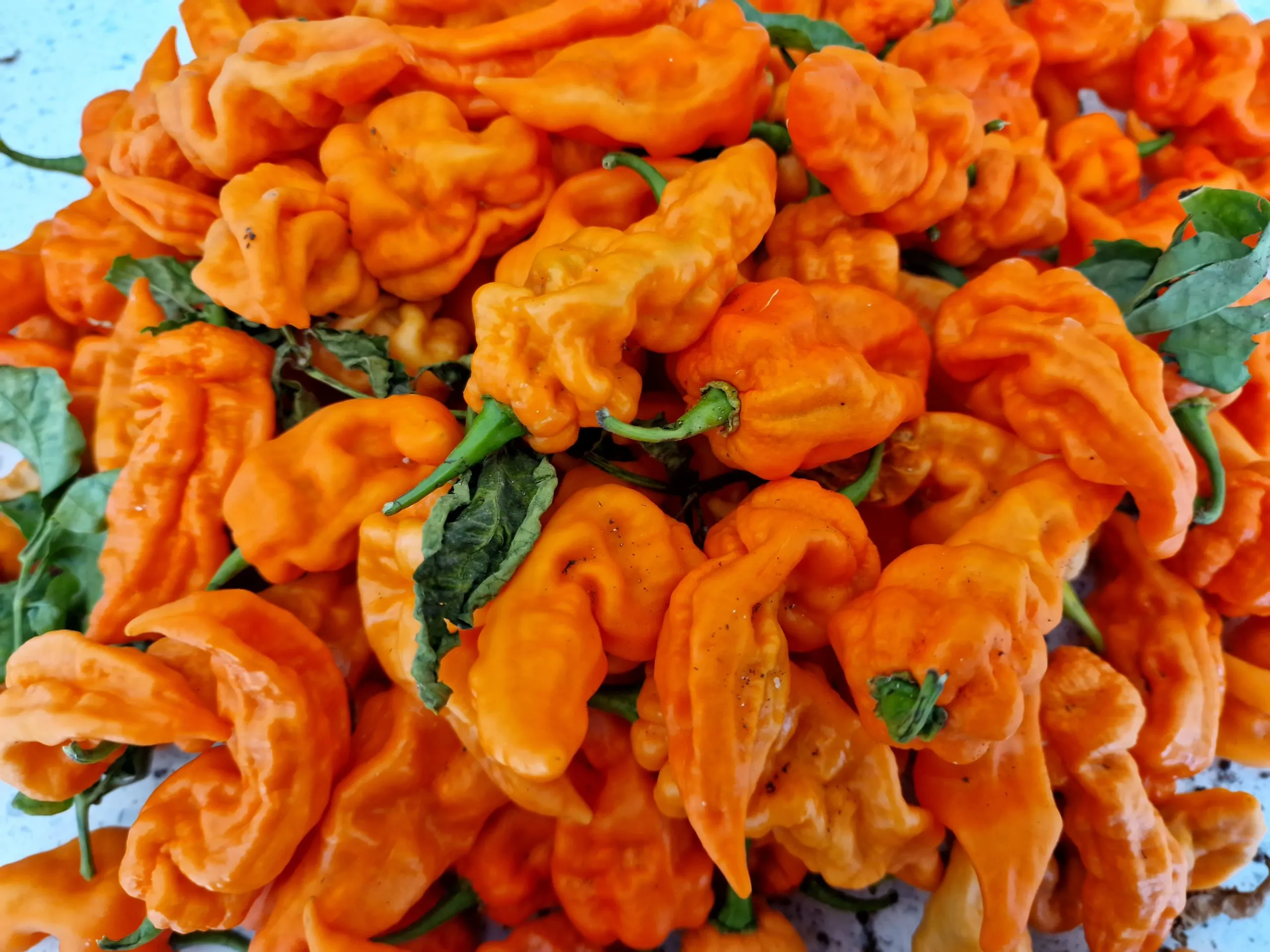 Jigsaw Peach Chilli Seeds