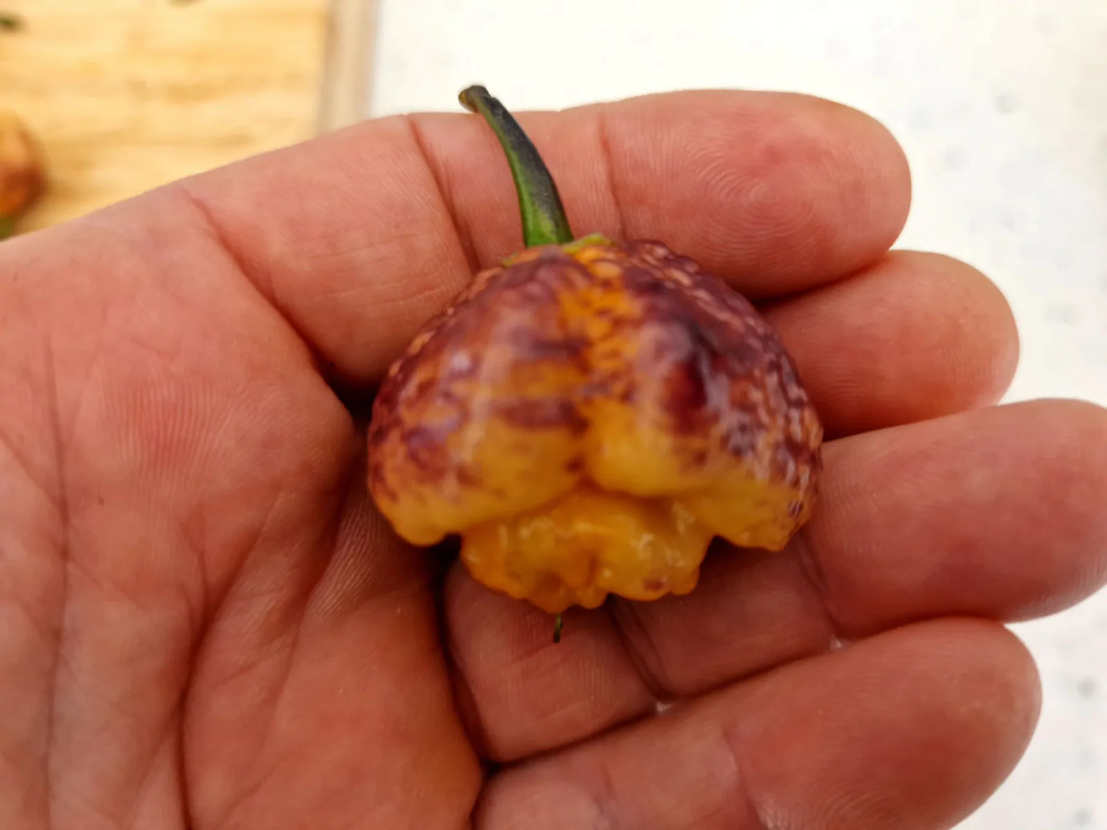 PockMark Peach Chilli Seeds - Image 8