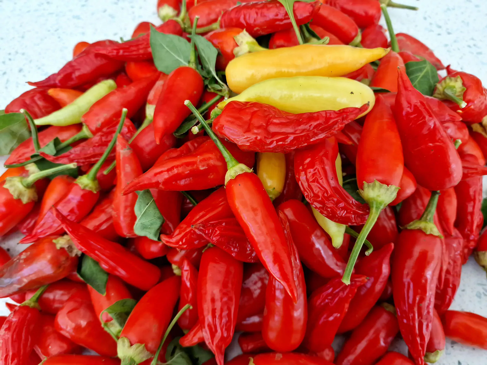 Aji Crystal Chilli Seeds - Image 5