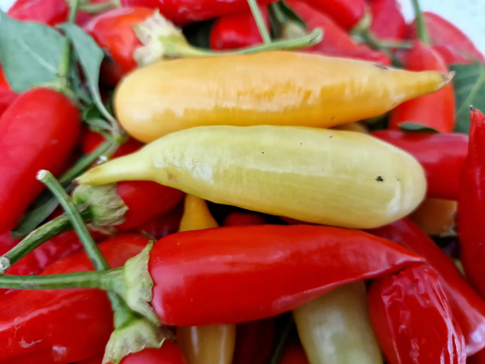 Aji Crystal Chilli Seeds - Image 6