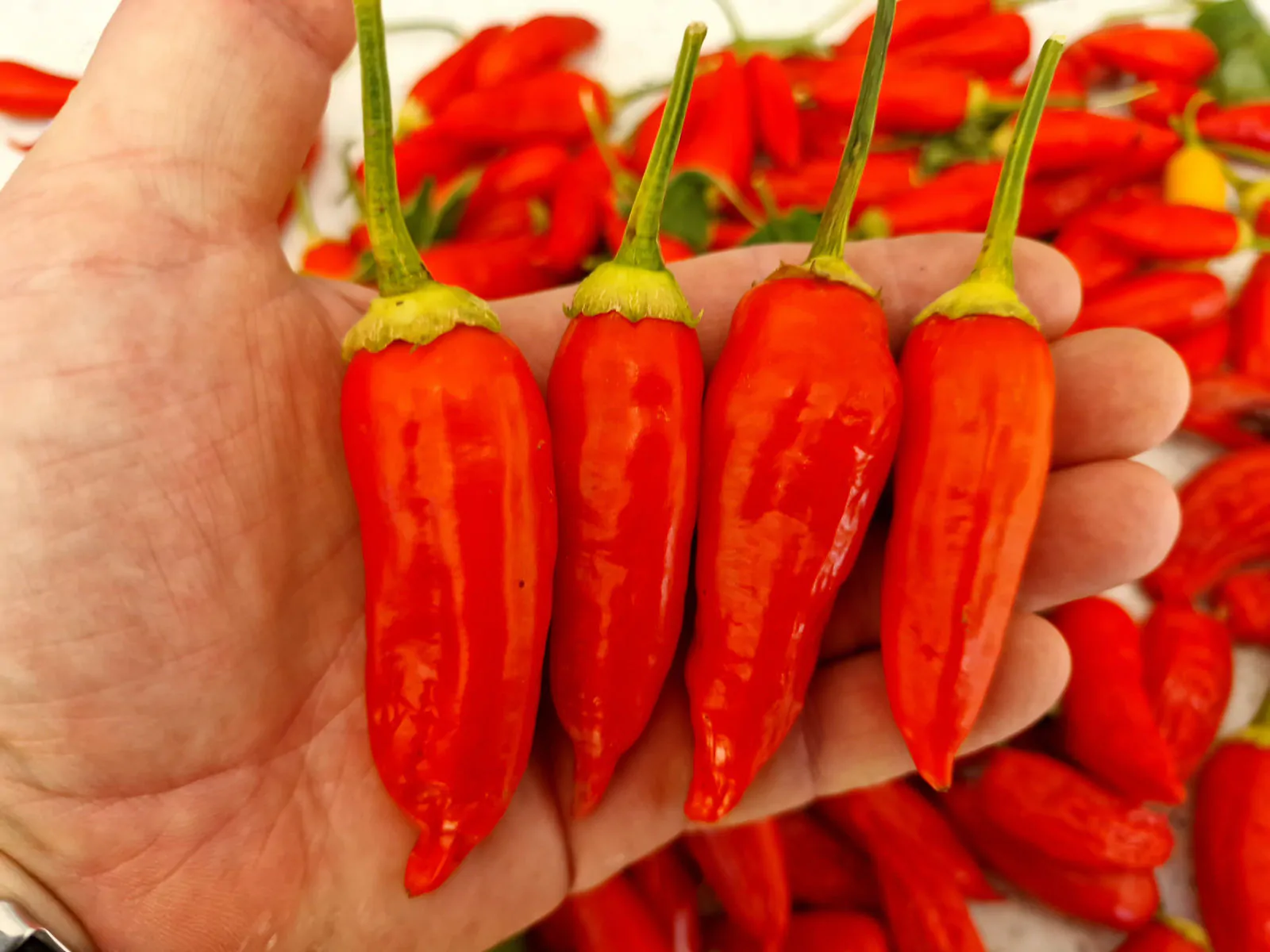 Aji Crystal Chilli Seeds - Image 7
