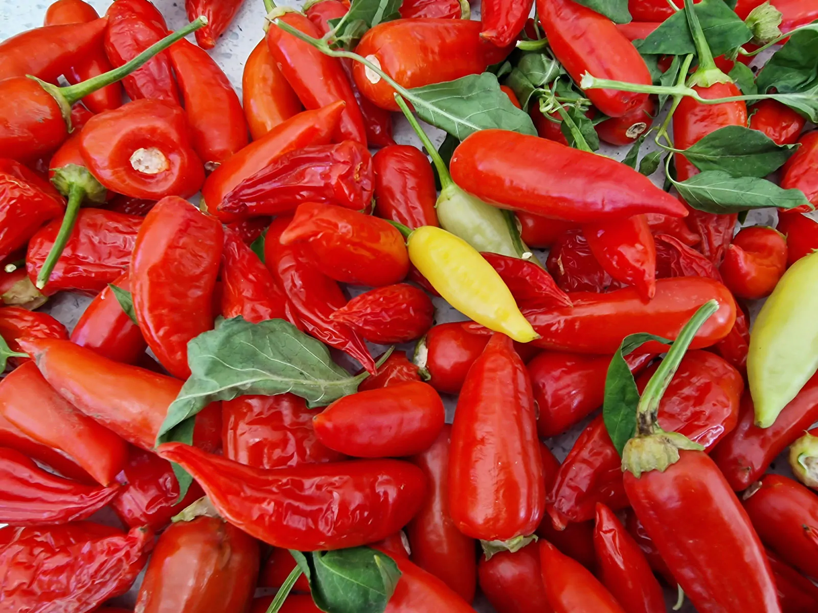 Aji Crystal Chilli Seeds - Image 3