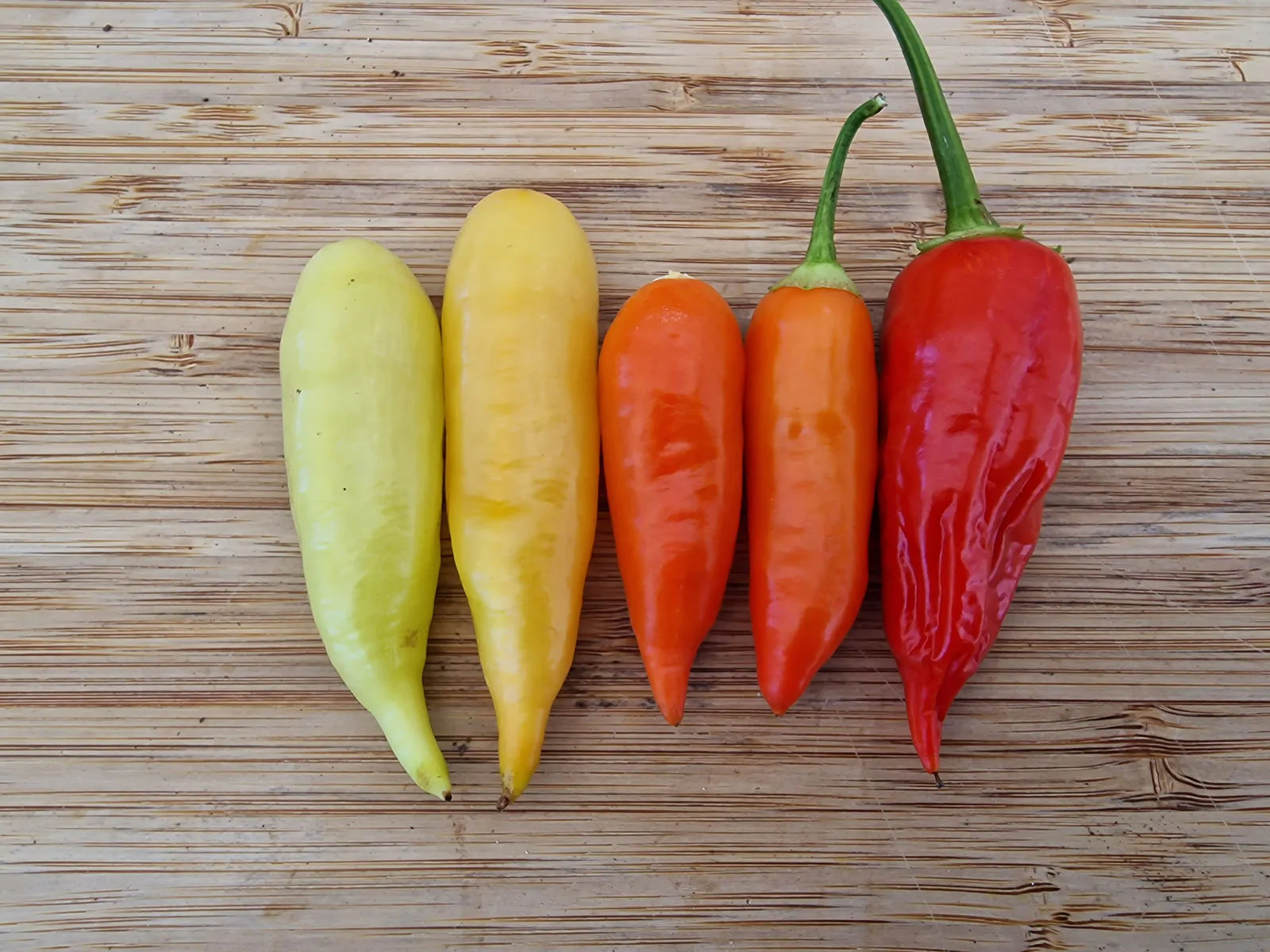 Aji Crystal Chilli Seeds - Image 8