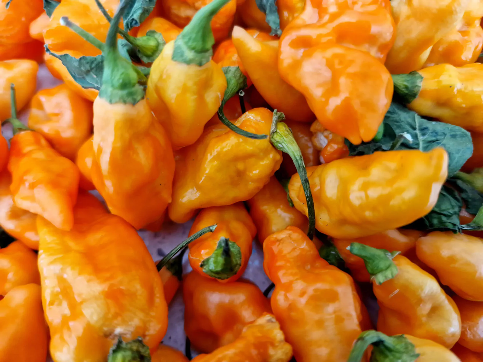 Komodo Dragon Orange Chilli Seeds - Image 6