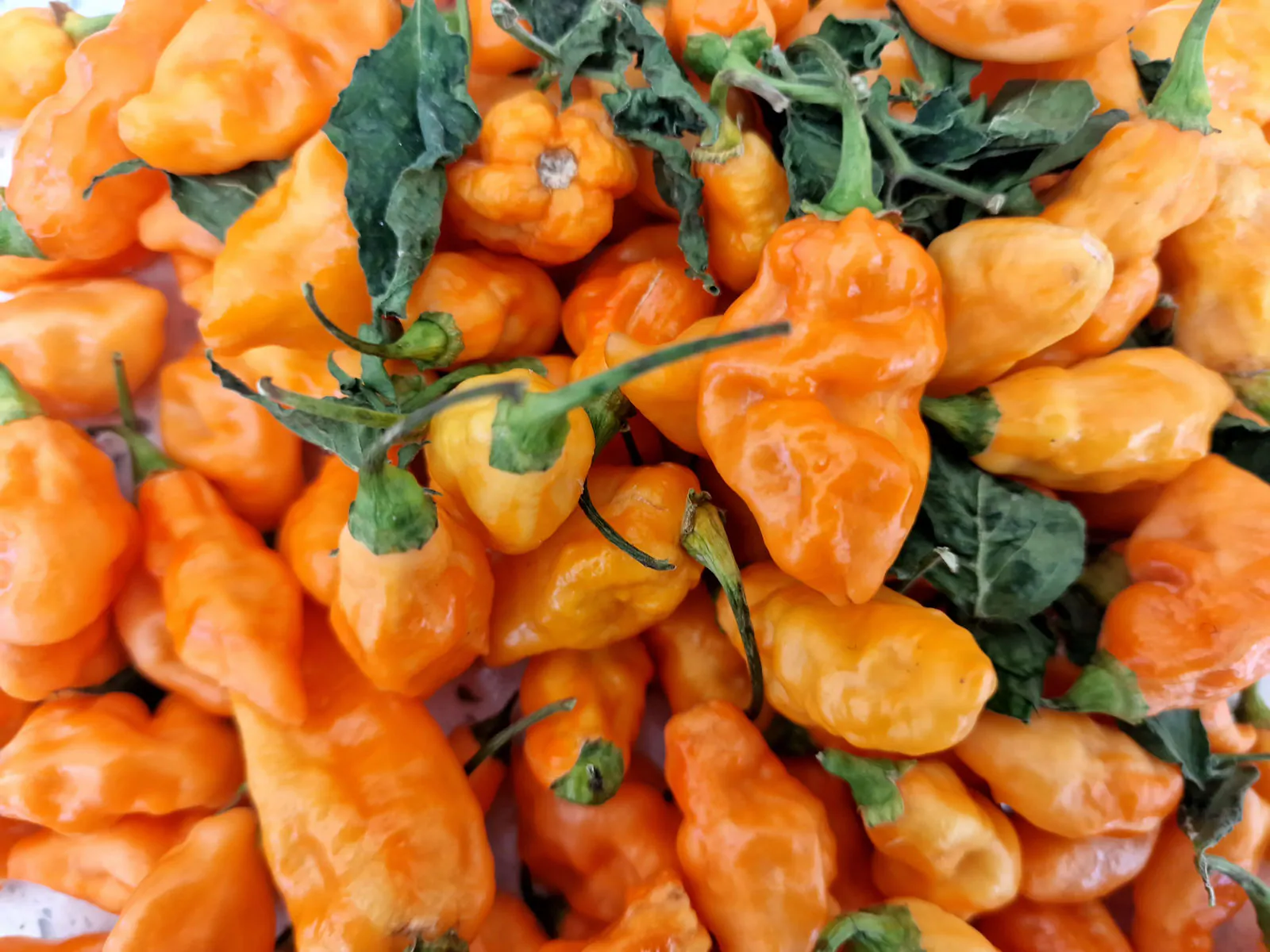 Komodo Dragon Orange Chilli Seeds - Image 7