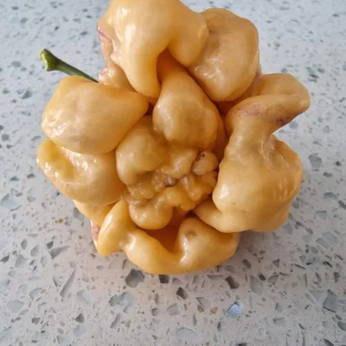 Purple Ghost Scorpion Cream Chilli Seeds