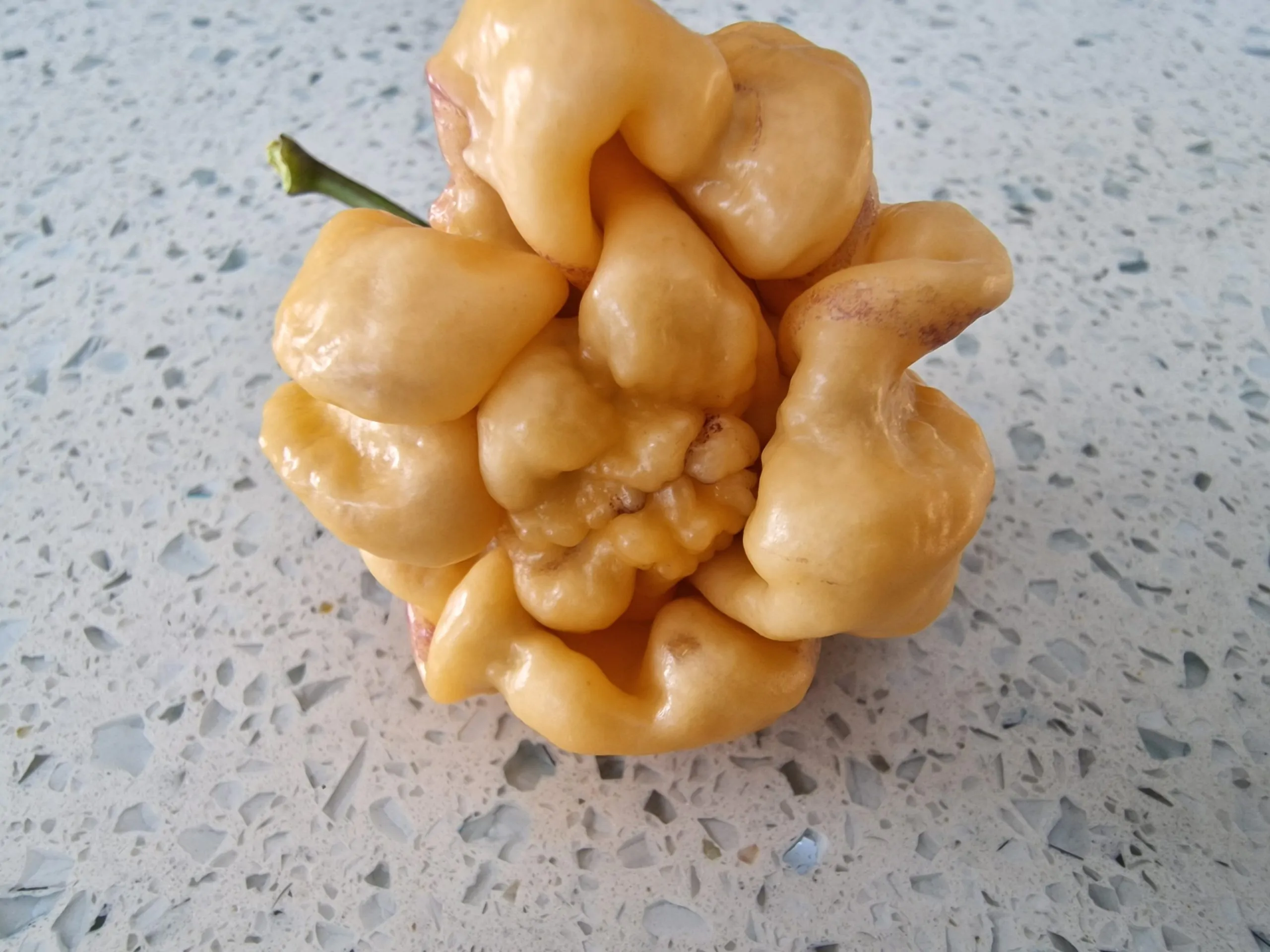 Purple Ghost Scorpion Cream Chilli Seeds