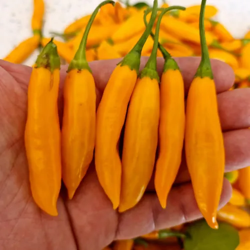 Aji Cito Chilli Seeds