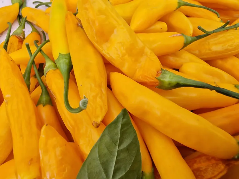 AJI Cito Chilli Seeds - Image 5