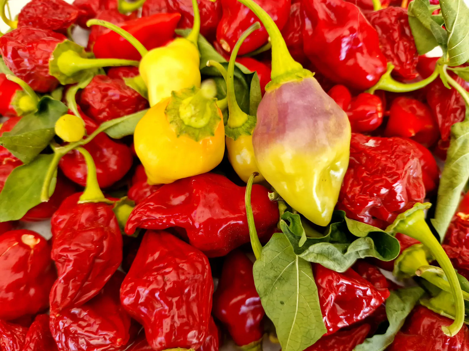 Scarlet Lantern Peru Chilli Seeds - Image 6