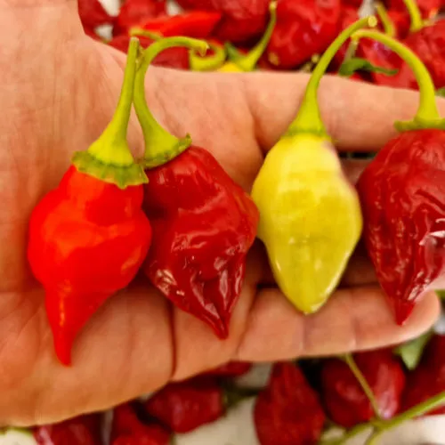 Scarlet Lantern Peru Chilli Seeds