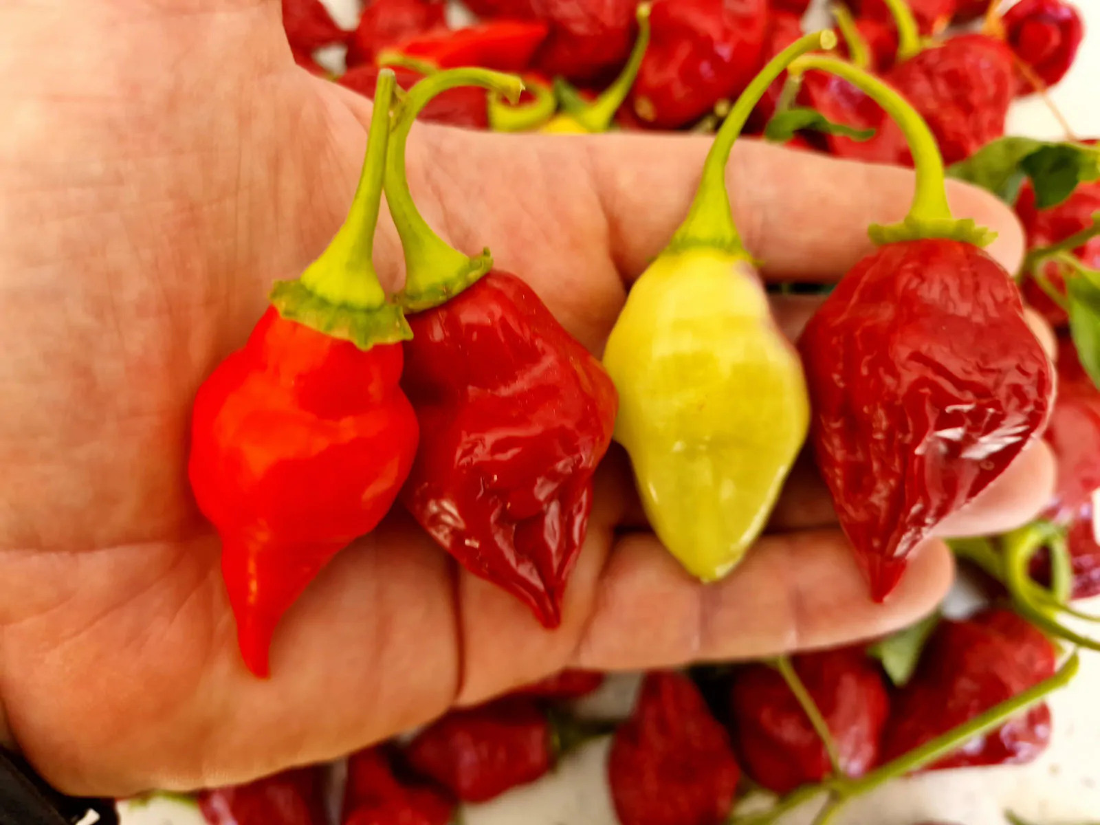 Scarlet Lantern Peru Chilli Seeds