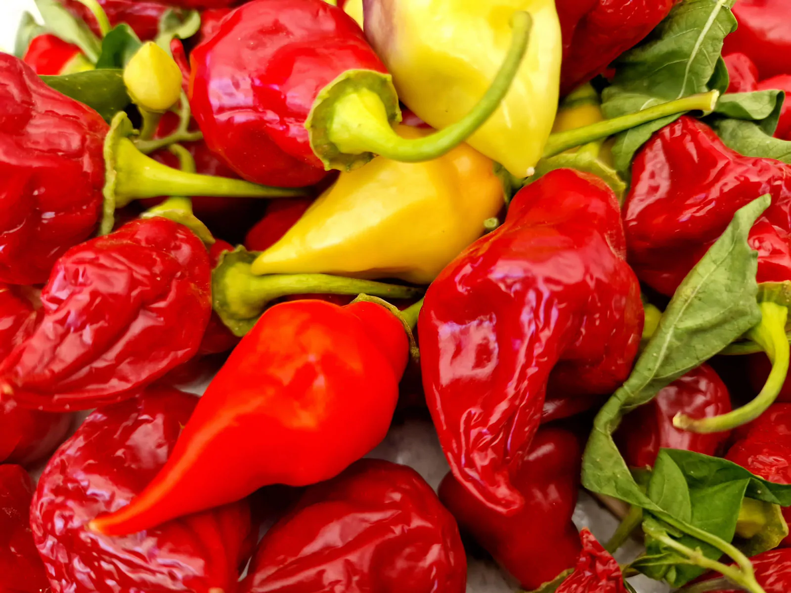 Scarlet Lantern Peru Chilli Seeds - Image 2