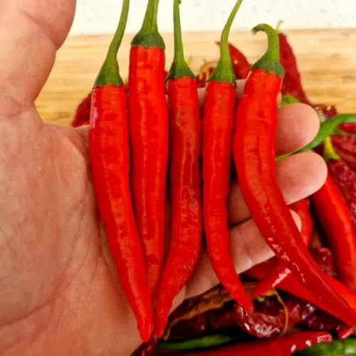 Prik Chi Faa Chilli Seeds