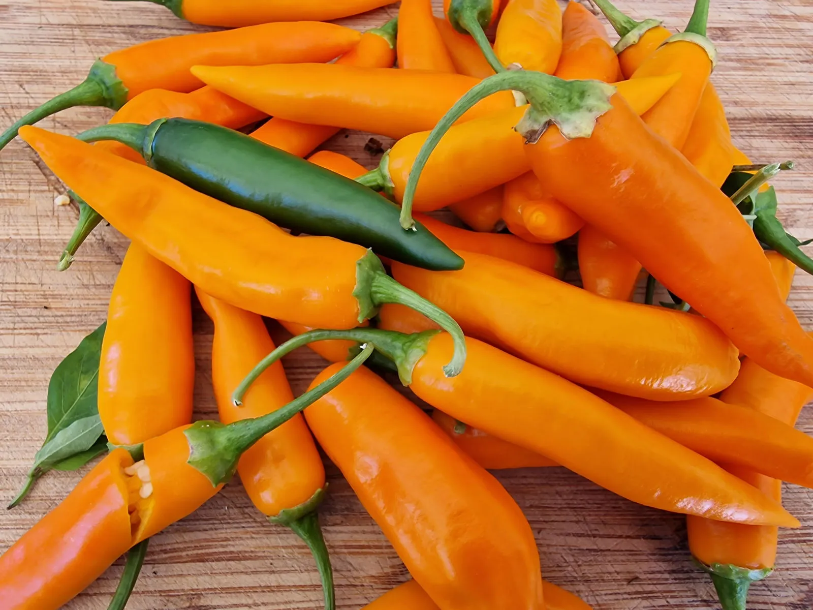 Large Orange Thai Chilli Seeds - Image 5