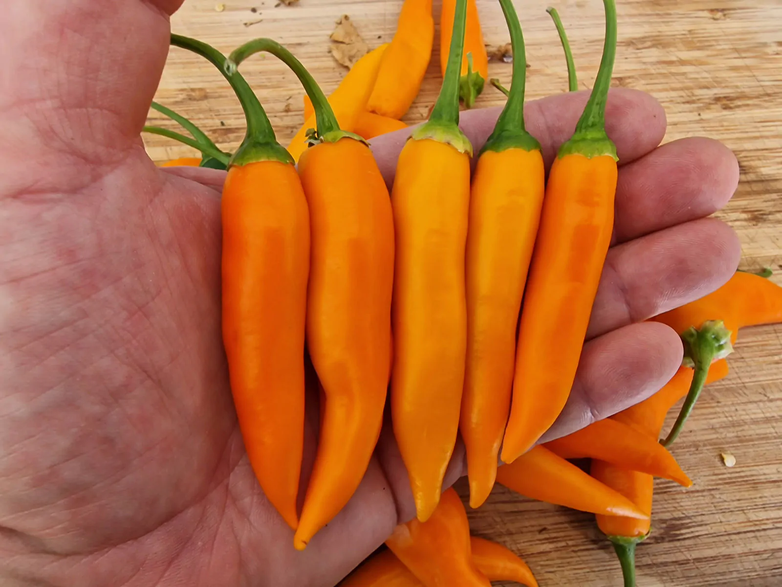 Large Orange Thai Chilli Seeds