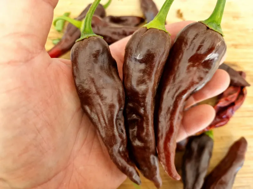 Palmichal Negro Chilli Seeds - Image 2