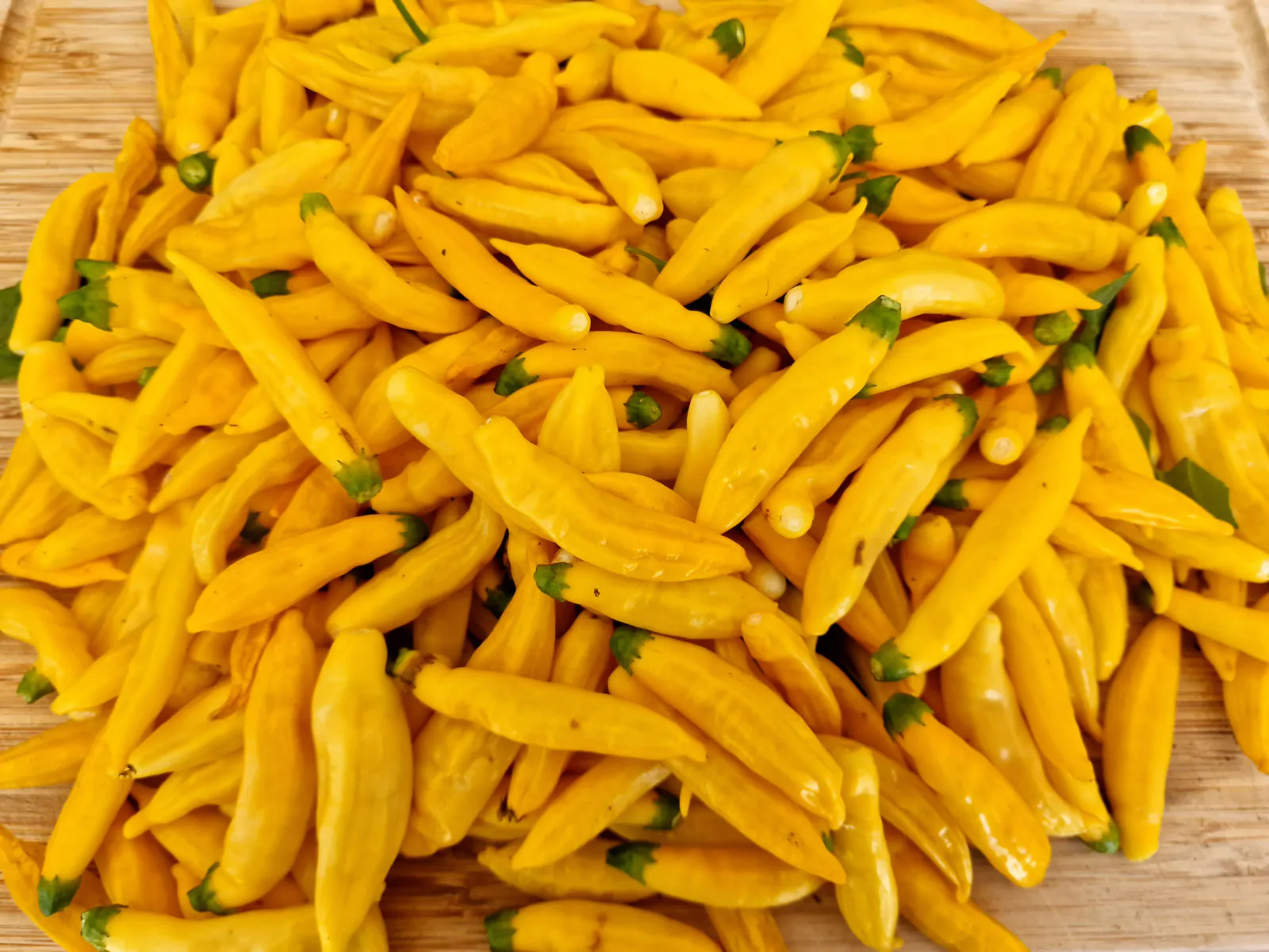 Aji Pineapple Chilli Seeds - Image 5