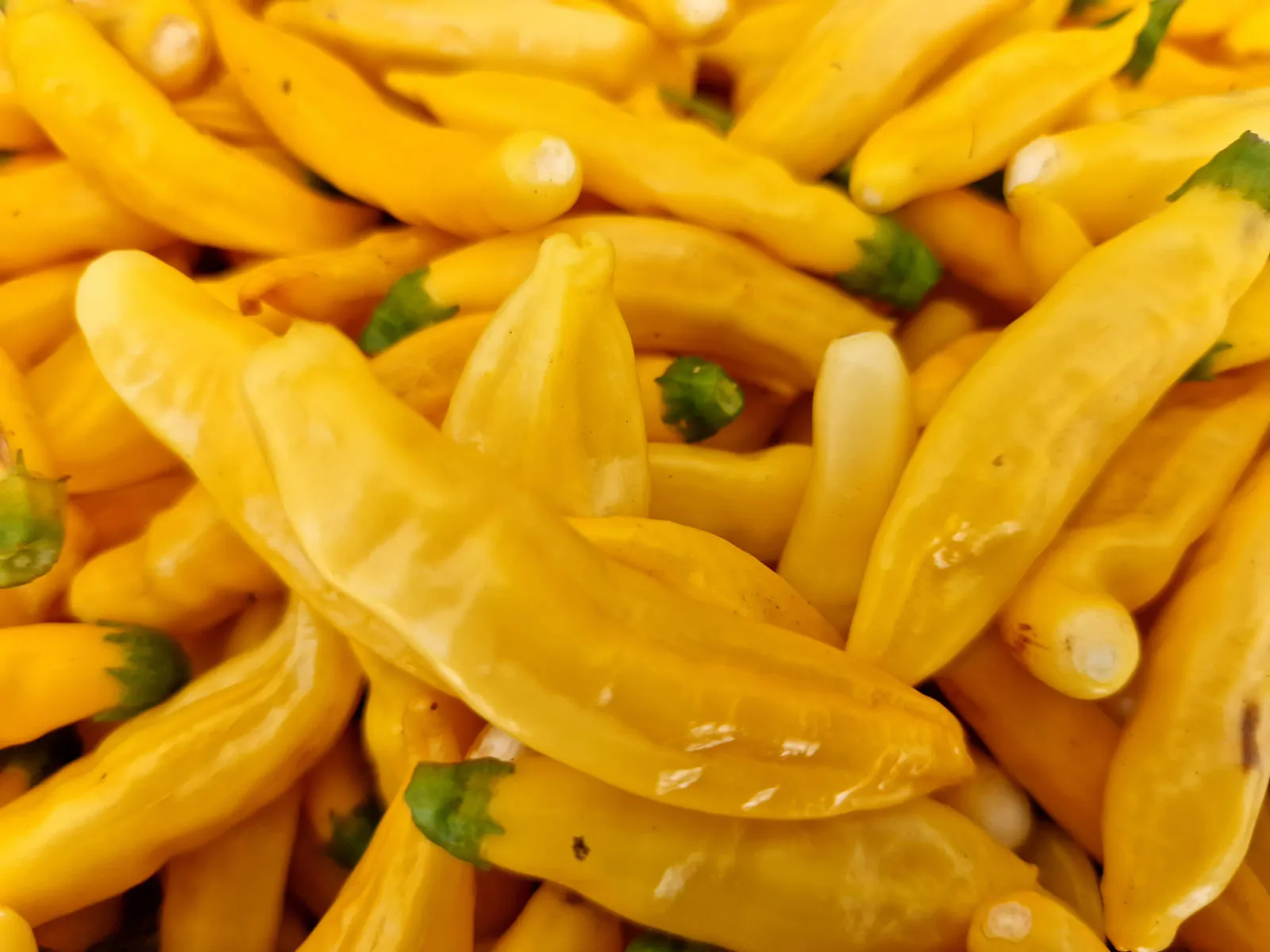 Aji Pineapple Chilli Seeds - Image 6