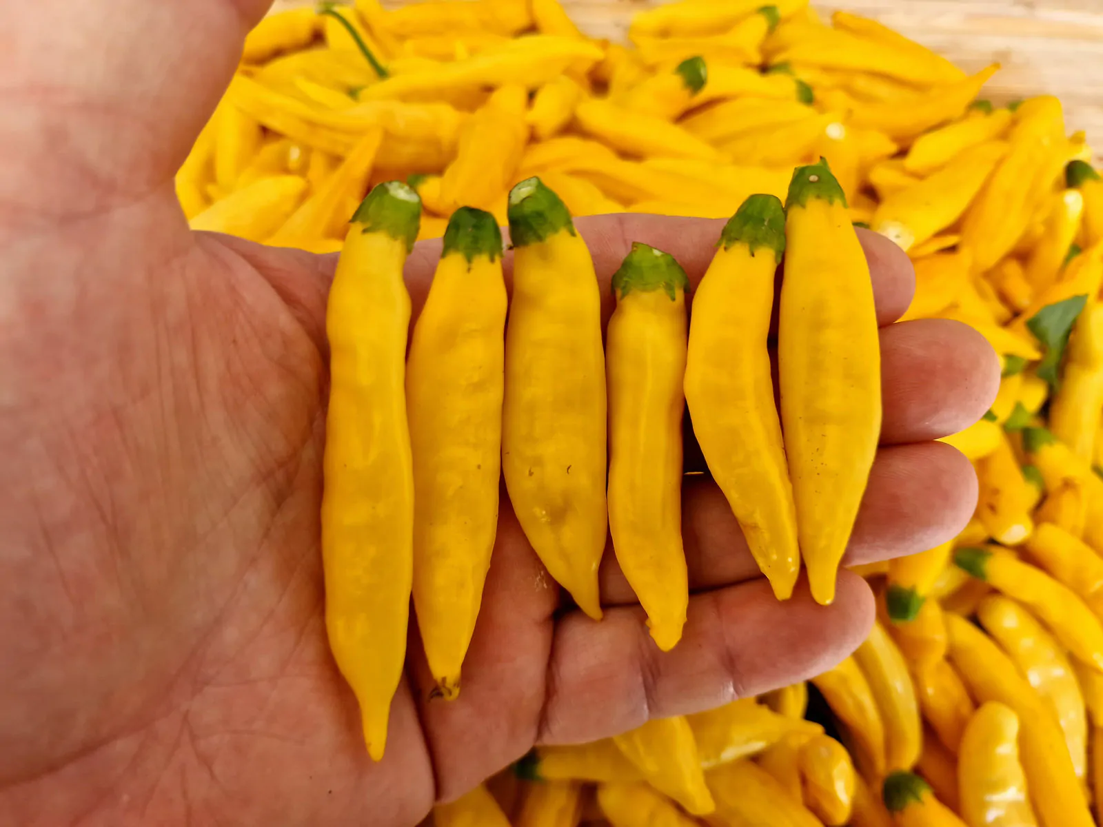 Aji Pineapple Chilli Seeds - Image 7