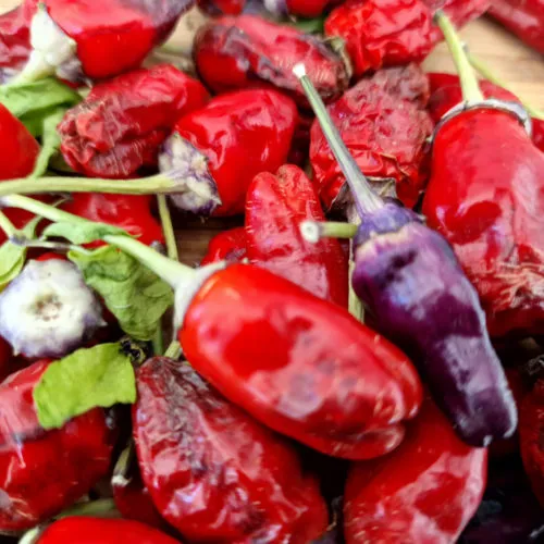 Black Scorpion Tongue Variant Chilli Seeds