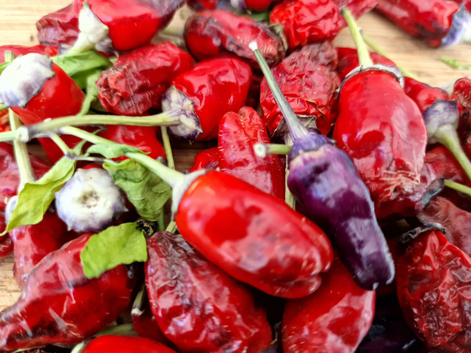 Black Scorpion Tongue Variant Chilli Seeds