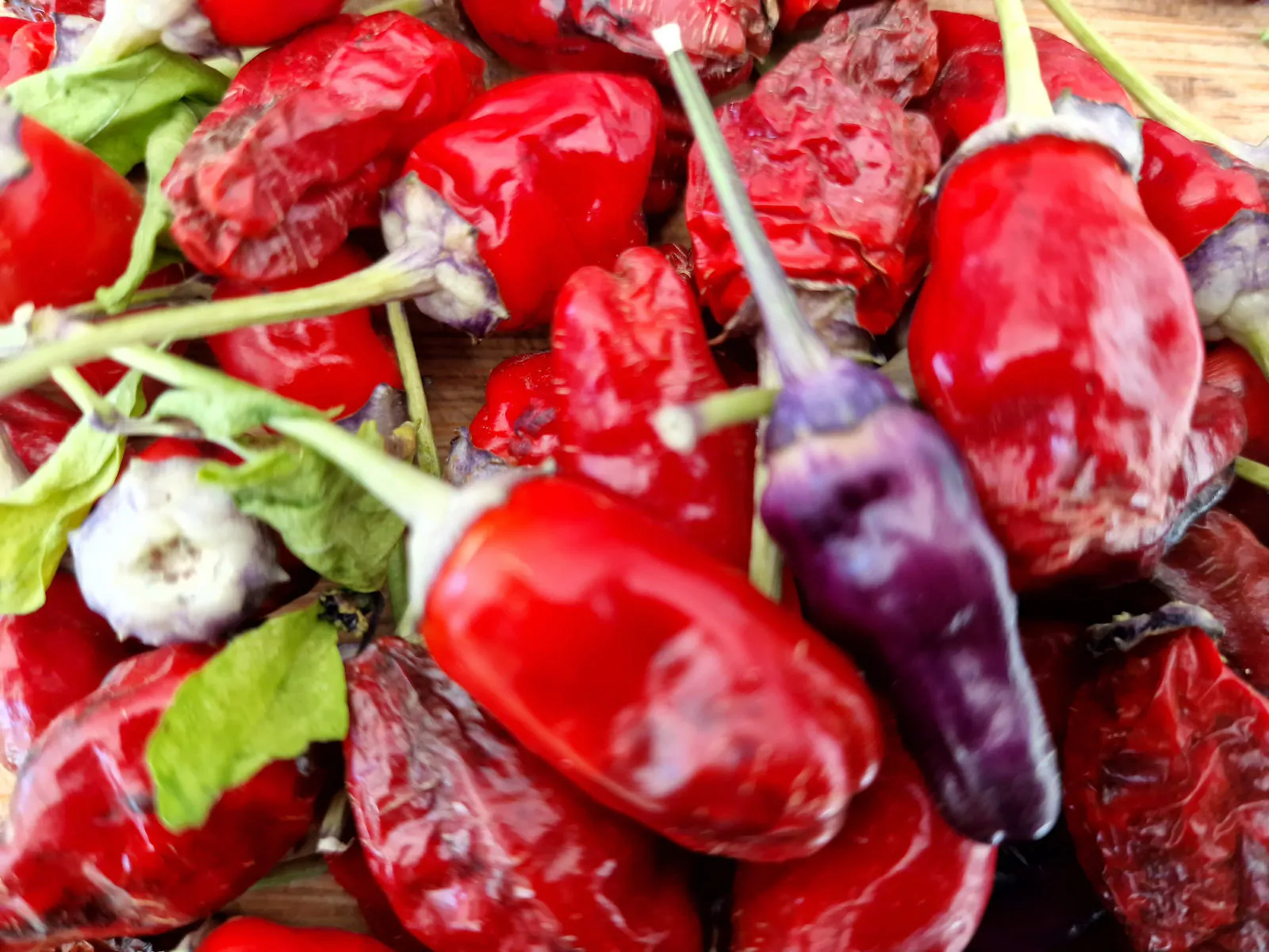 Black Scorpion Tongue Variant Chilli Seeds - Image 2