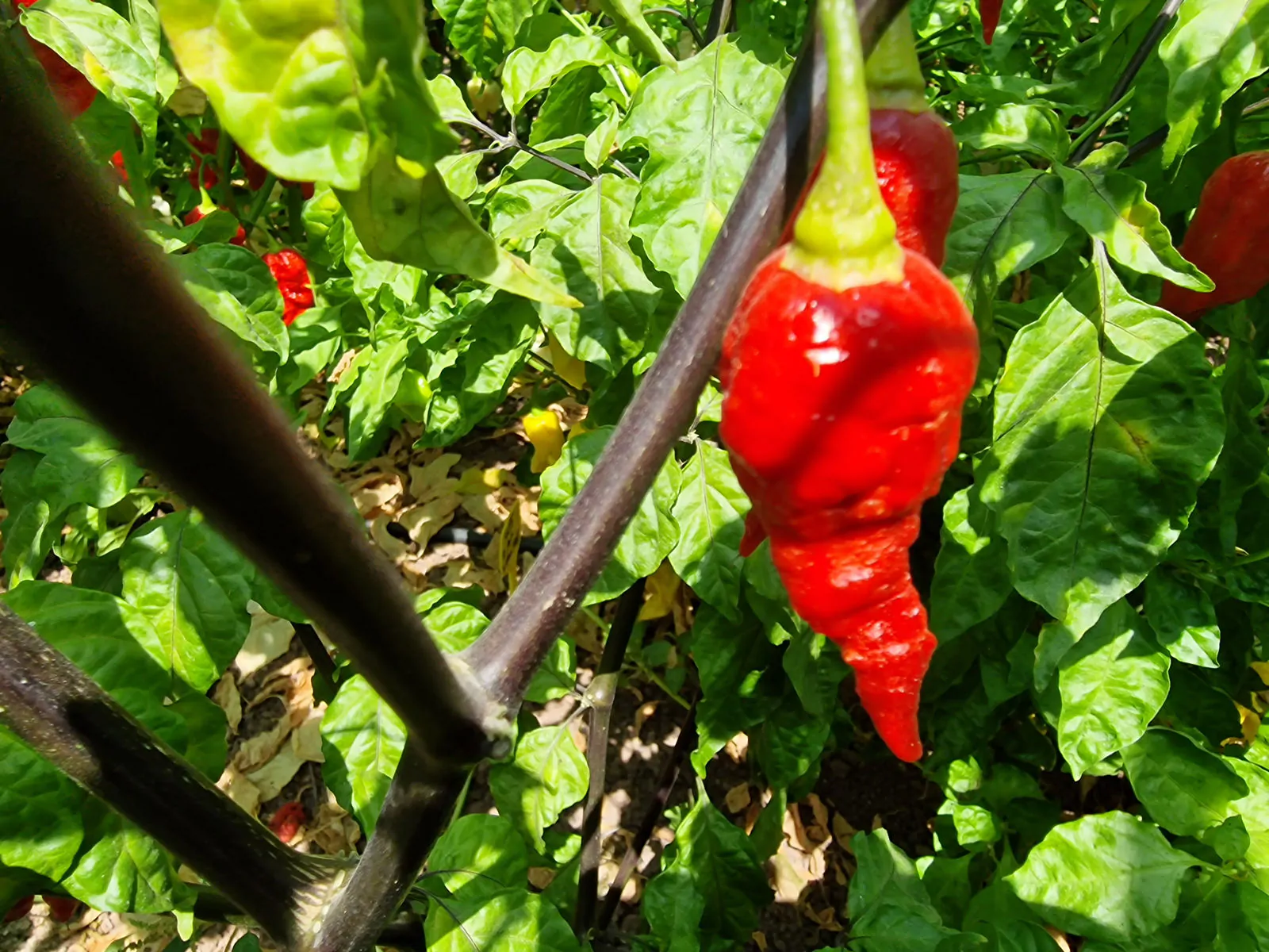 Black Panther Chilli Seeds - Image 4