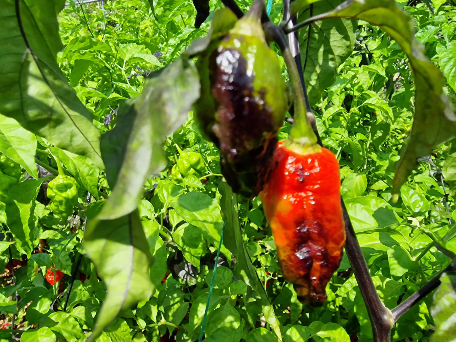 Black Panther Chilli Seeds - Image 5