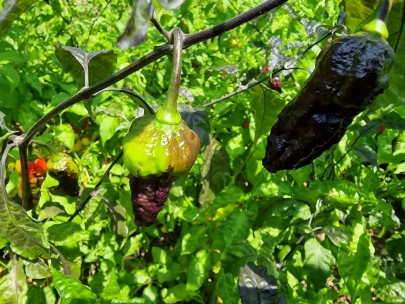 Black Panther Chilli Seeds - Image 6