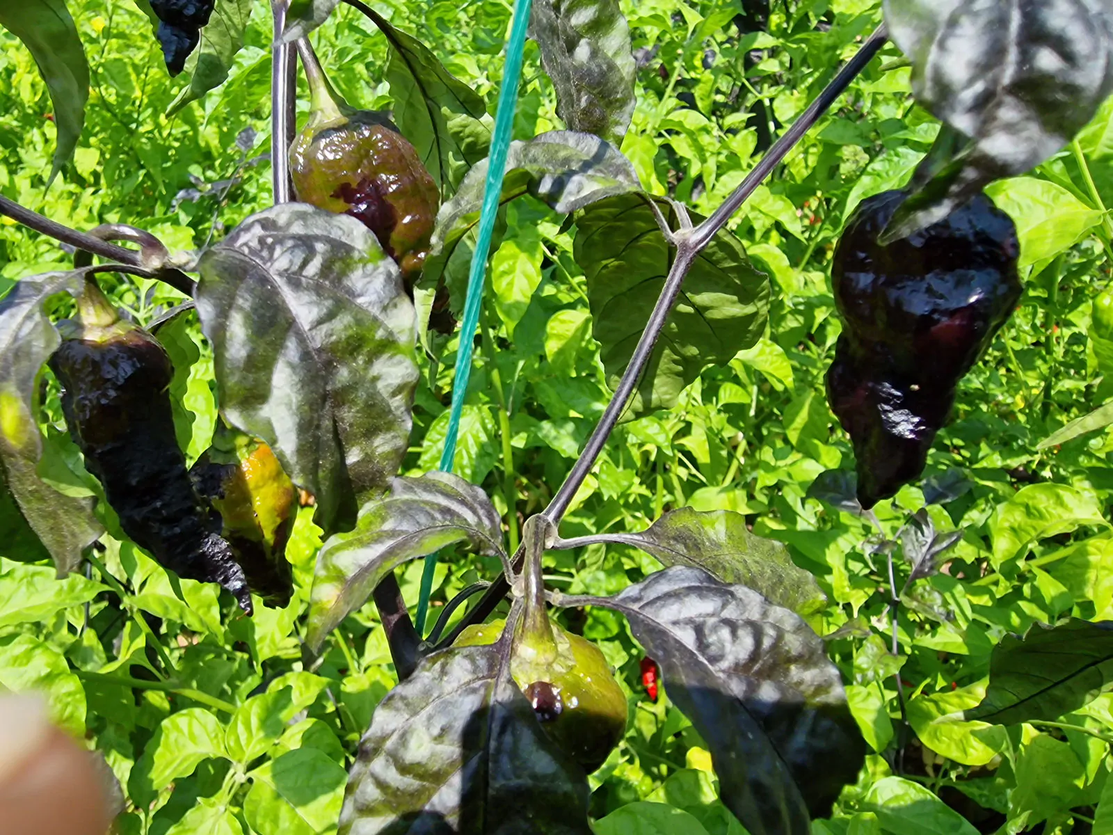 Black Panther Chilli Seeds - Image 7