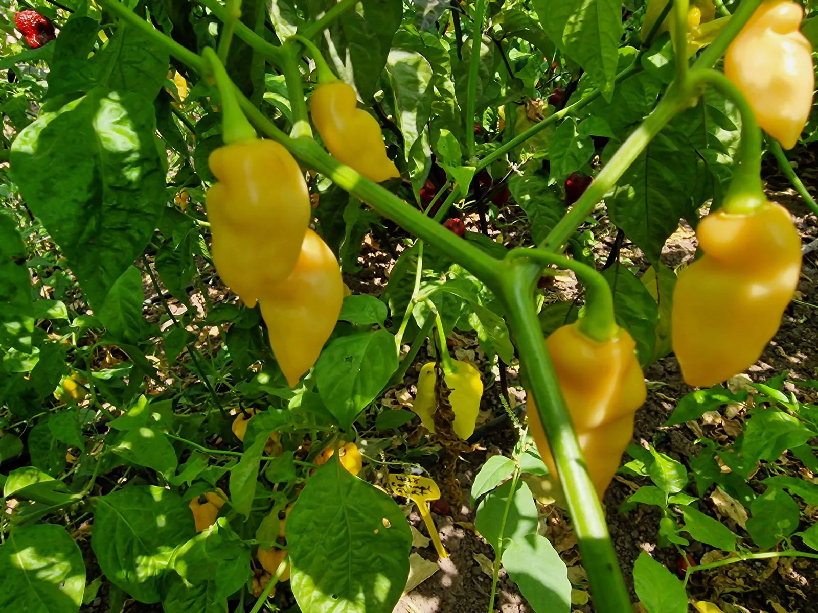 Naga Salmon Chilli Seeds - Image 5