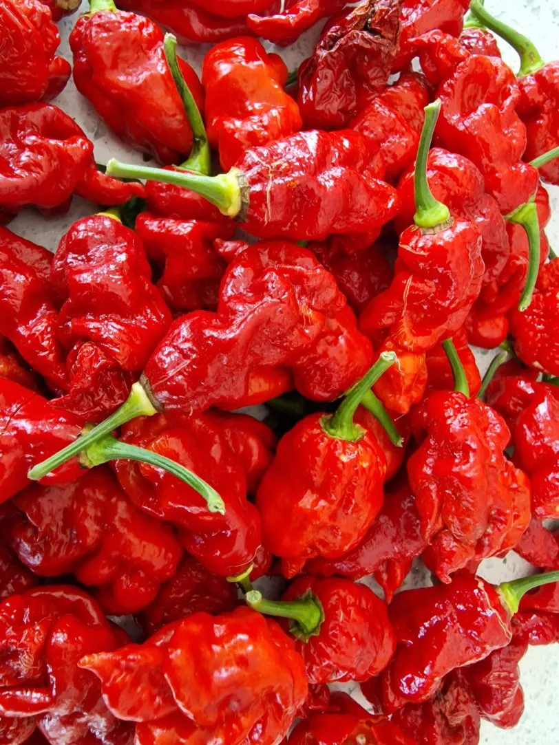 7 Pot Chaguanas Red Chilli Seeds - Image 3