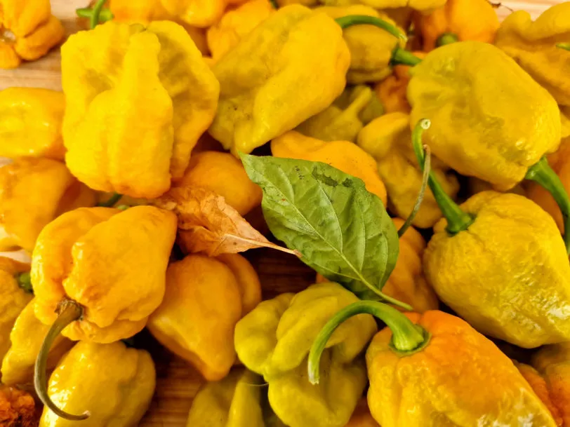 Bhut Jolokia Mustard Chilli Seeds - Image 4